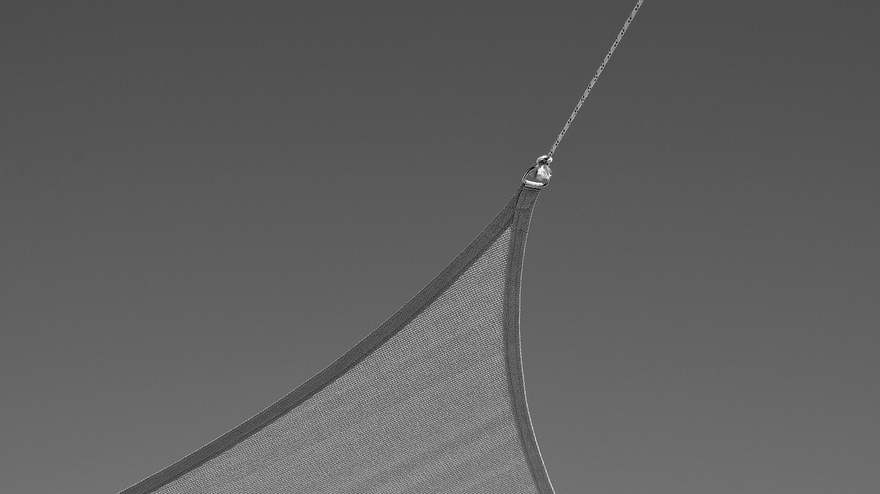 Rettung in Sicht? Neue Hoffnung für die Schweinswale der Ostsee!